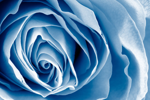 Blue Rose