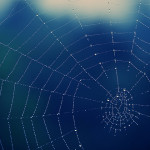Spider web